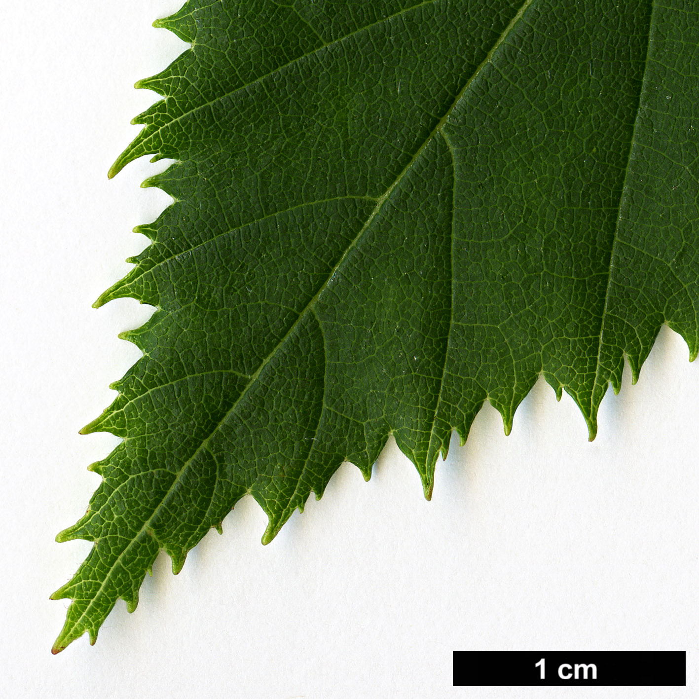 High resolution image: Family: Betulaceae - Genus: Alnus - Taxon: aff. maximowiczii